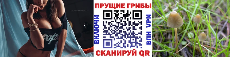 Галлюциногенные грибы мицелий  Перевоз 